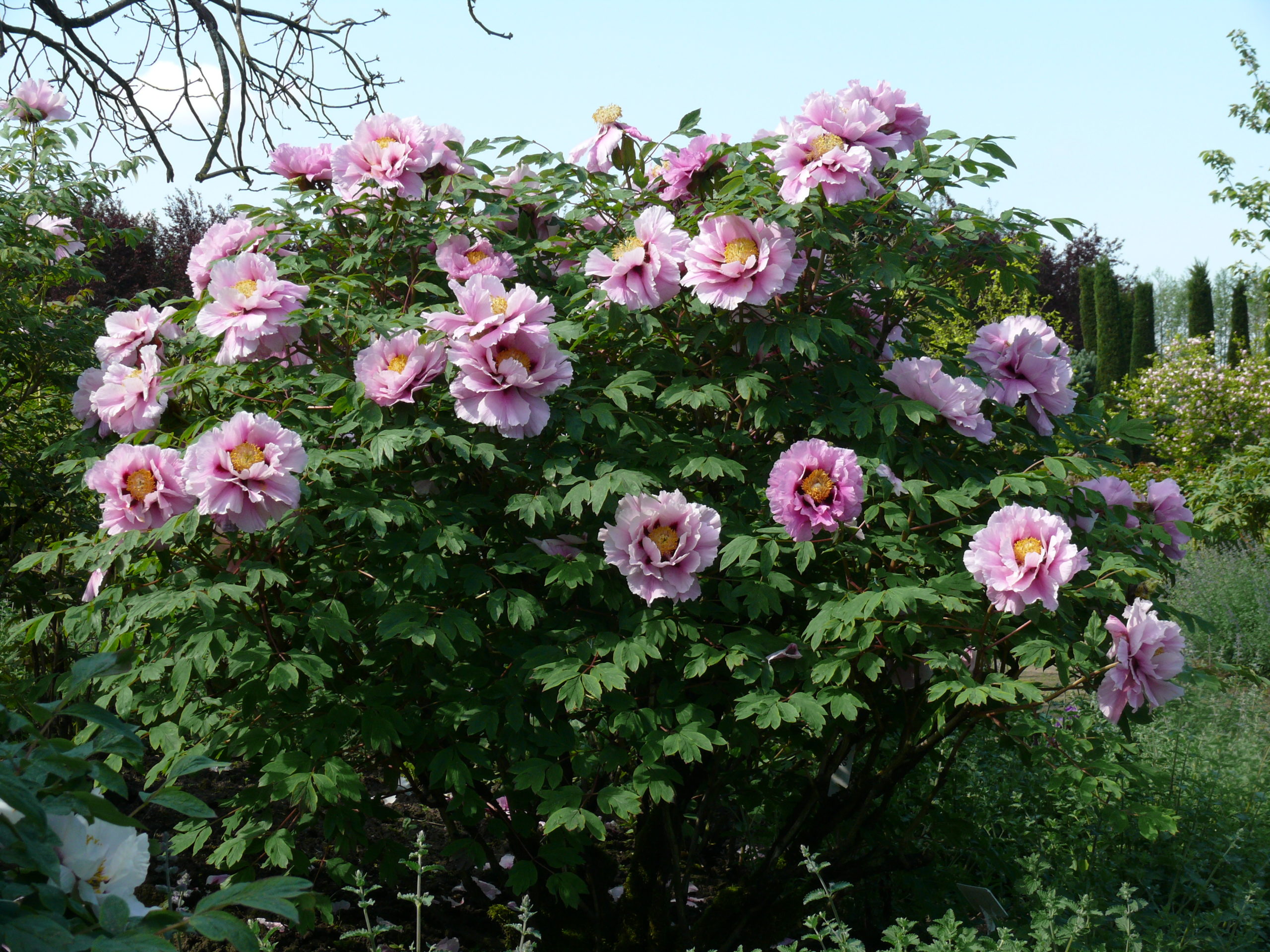 Strauchpfingstrosen-Blüte | Arboretum Ellerhoop