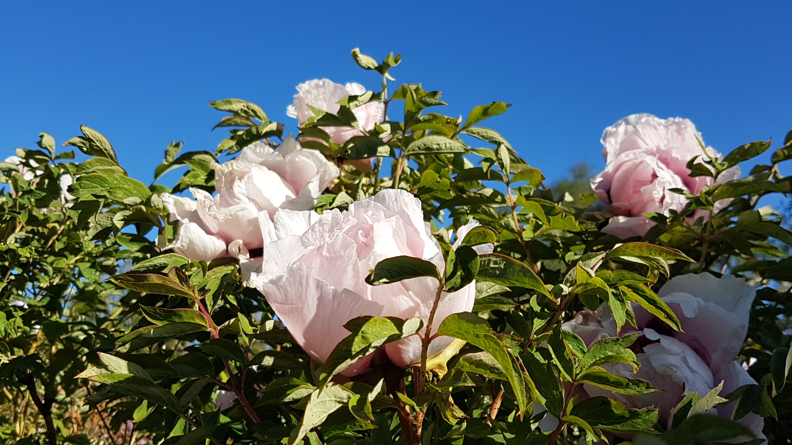 Strauchpfingstrosen-Blüte | Arboretum Ellerhoop