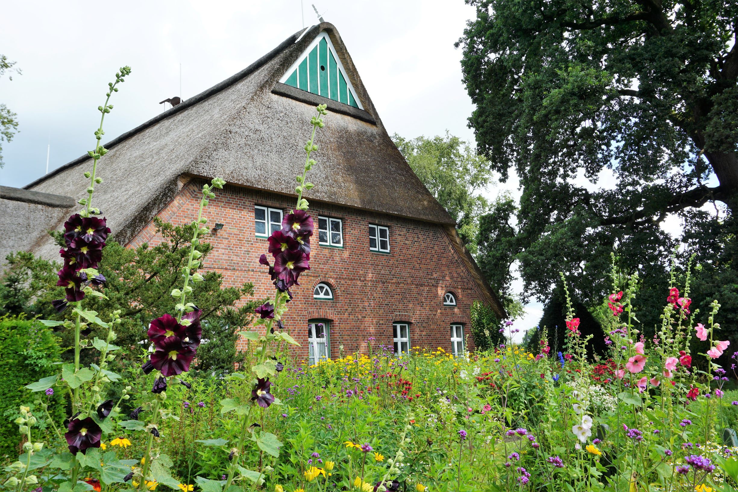 Bauerngarten mit schwarzen Stockrosen