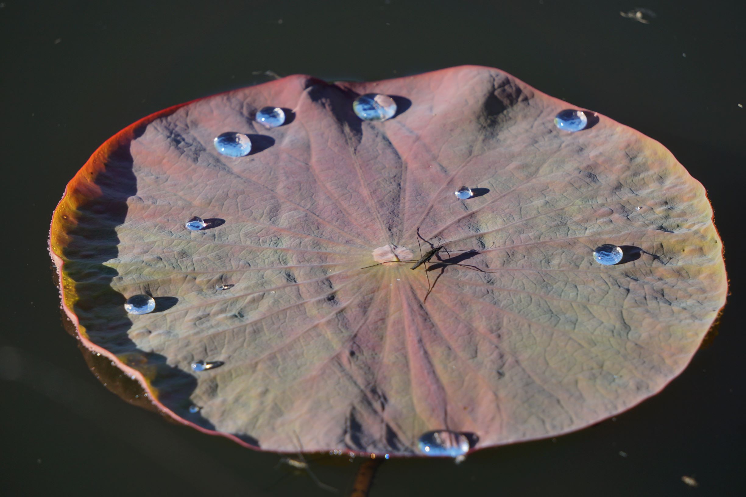 Lotosblatt
