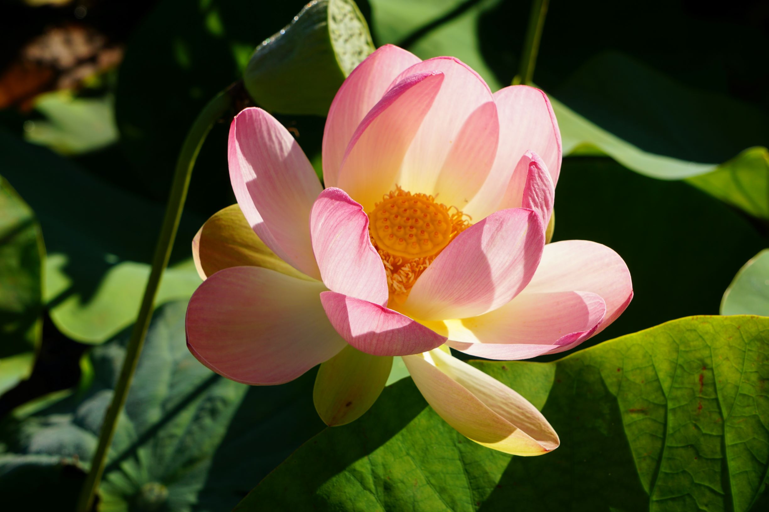 Lotosblüte Wu