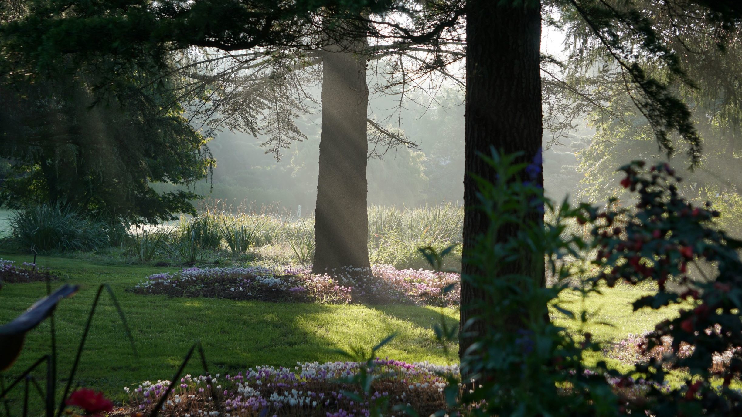 Herbst-Alpenveilchen im Morgenlicht