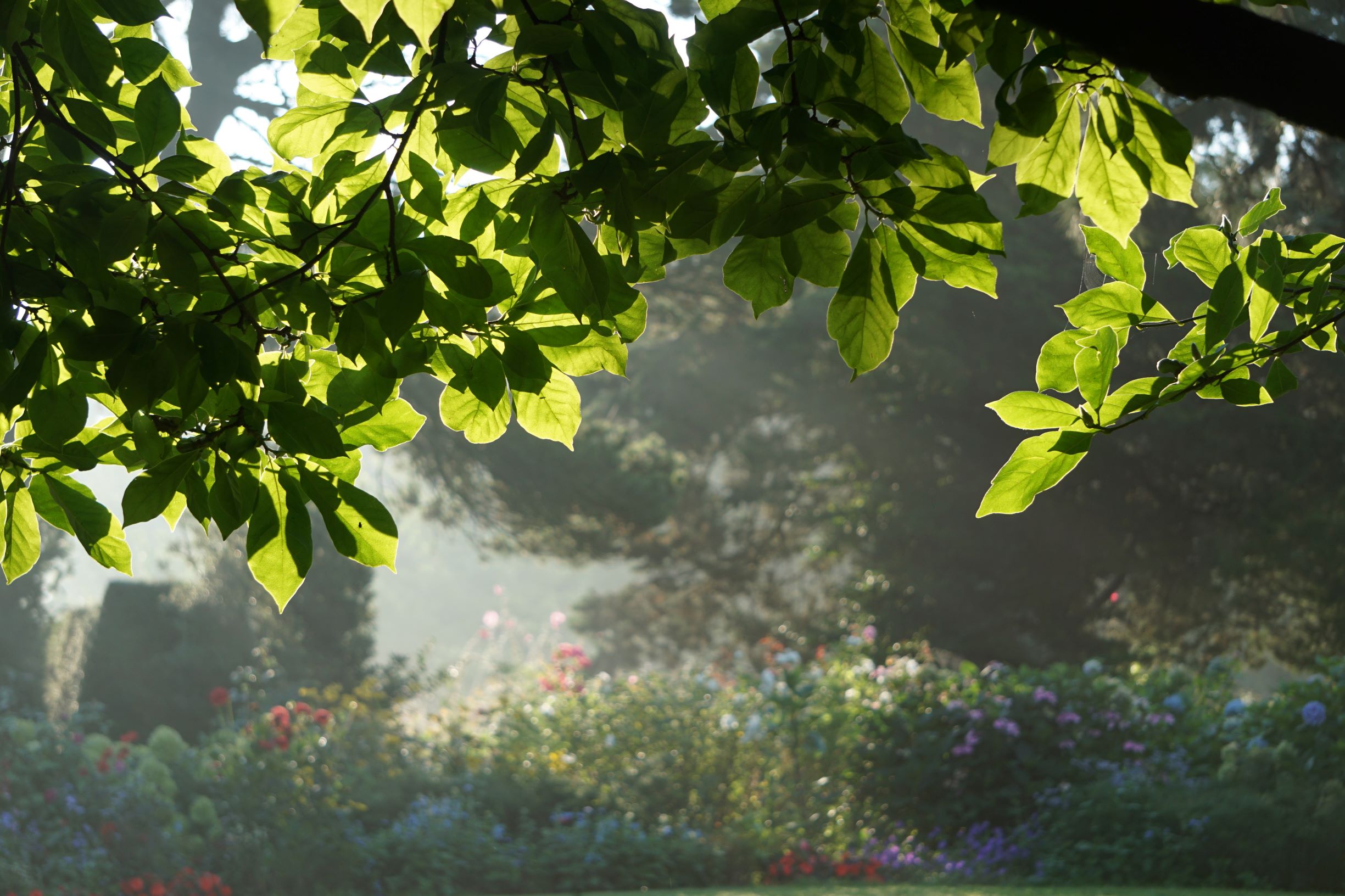 Morgenlicht