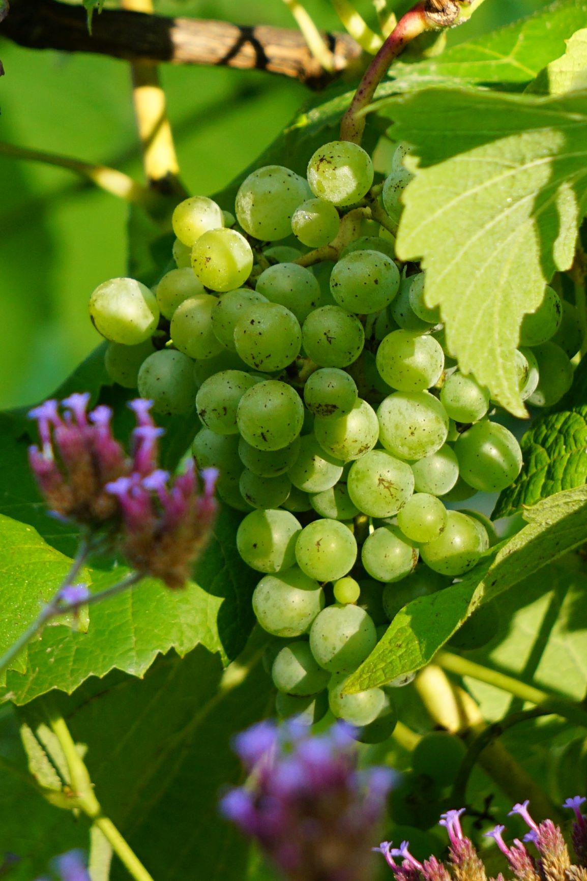 Wein in Ellerhoop