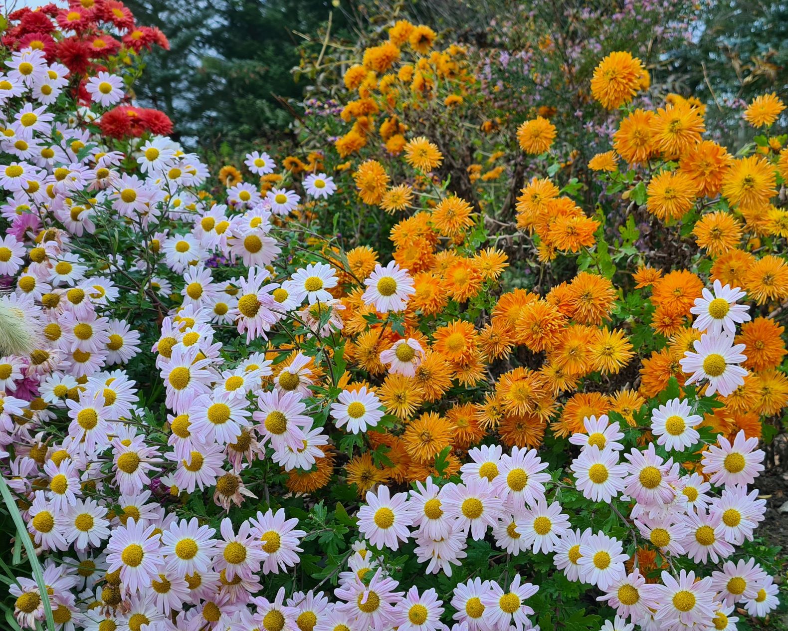 Chrysanthemen-Weg 3