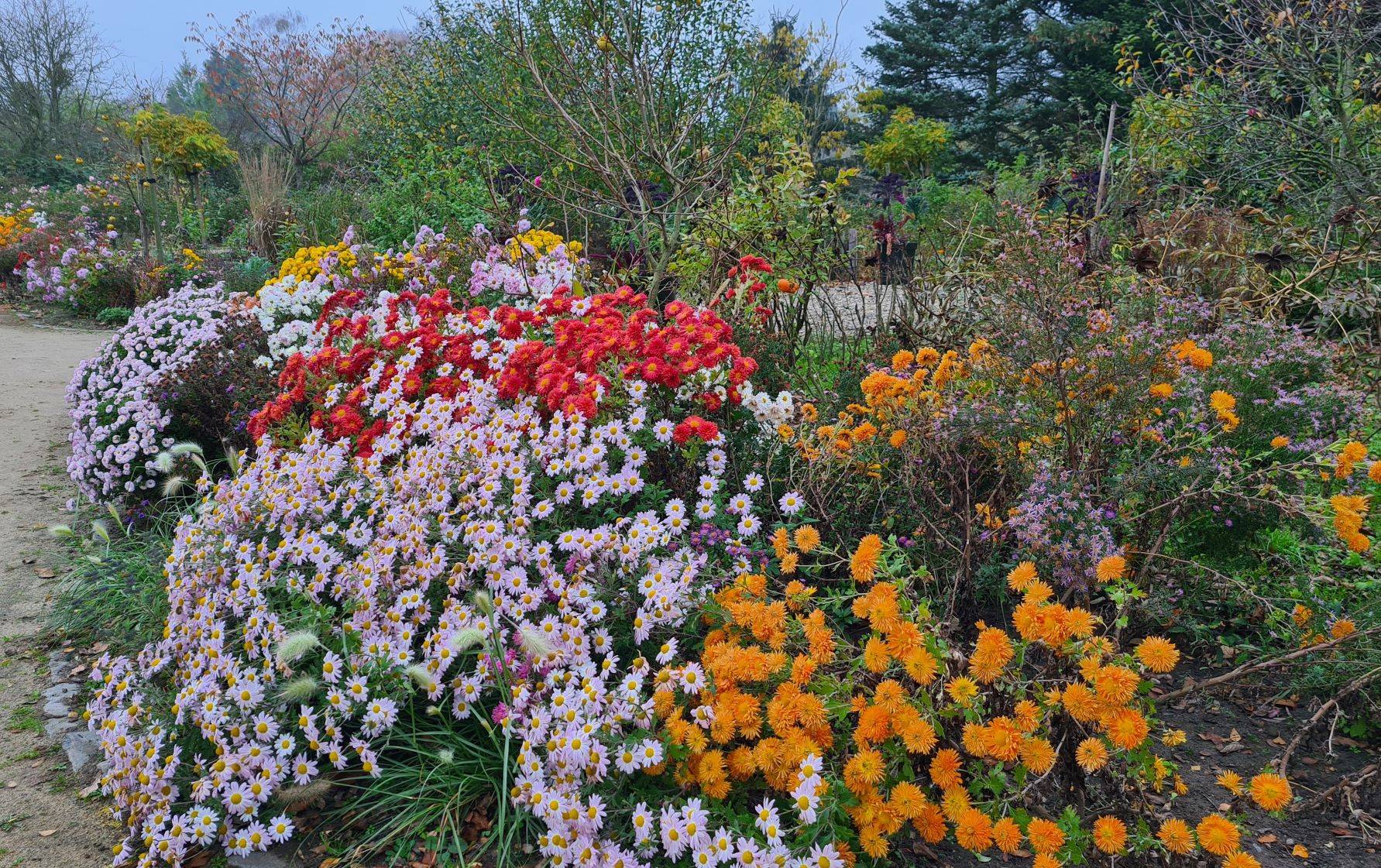 Chrysanthemen-Weg