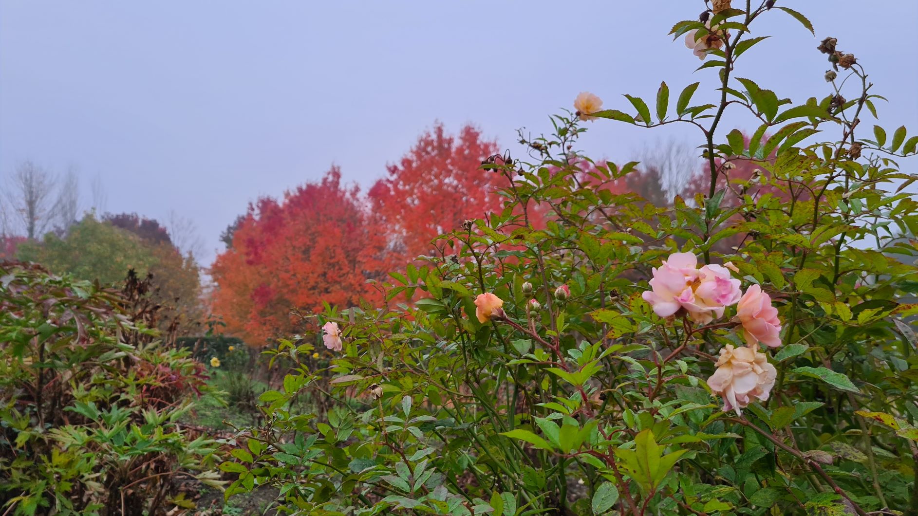 Rose im Indian Summer