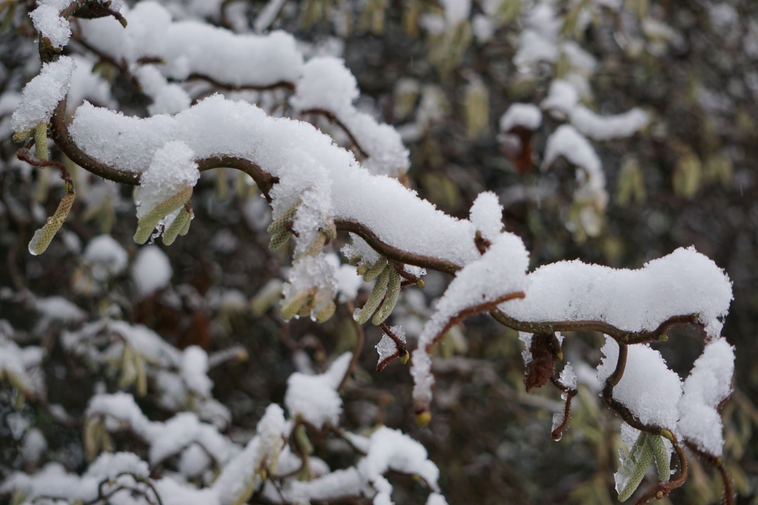 Schneezweig