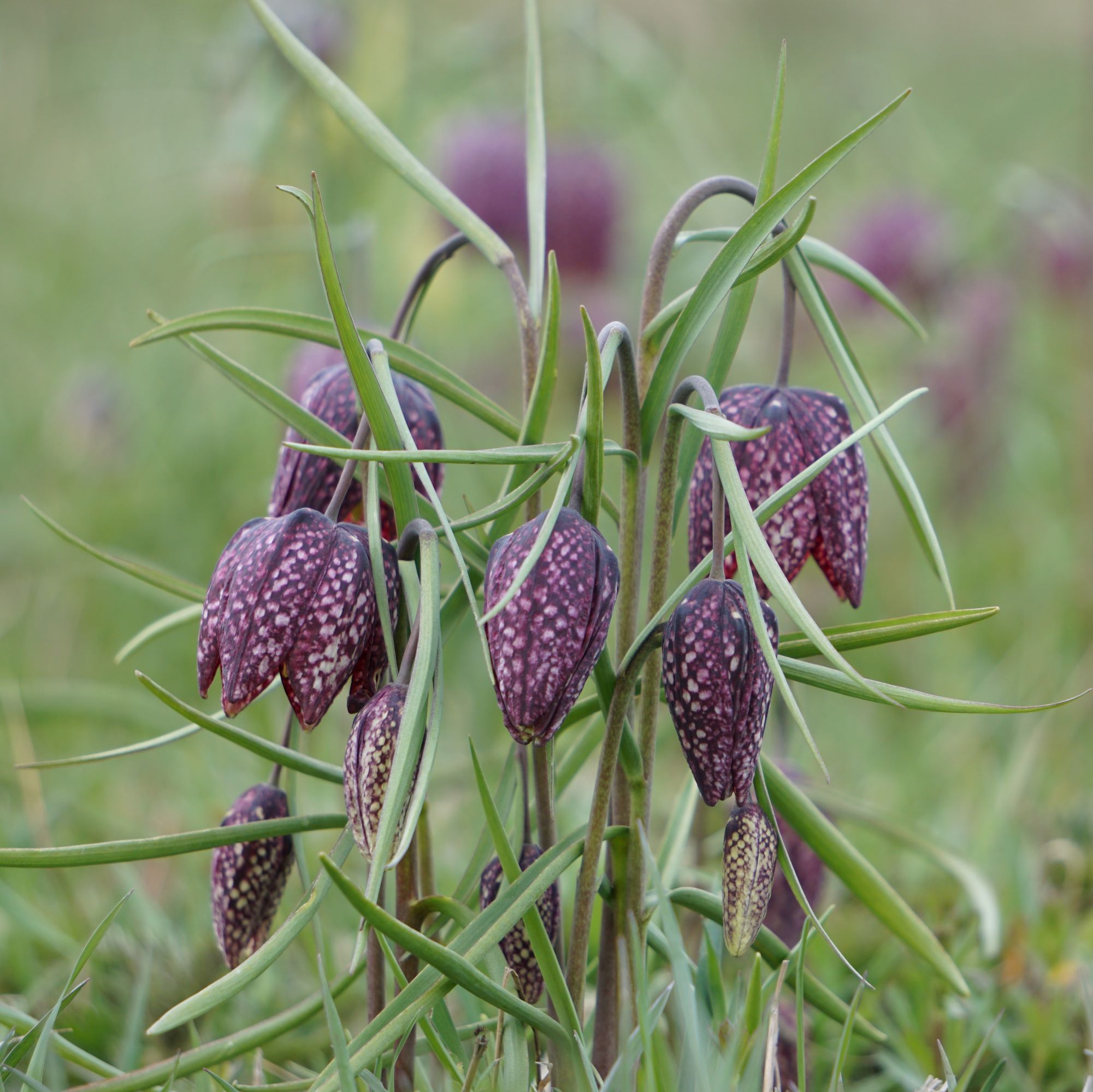 Fritillaria meleagris Schachbrettblume