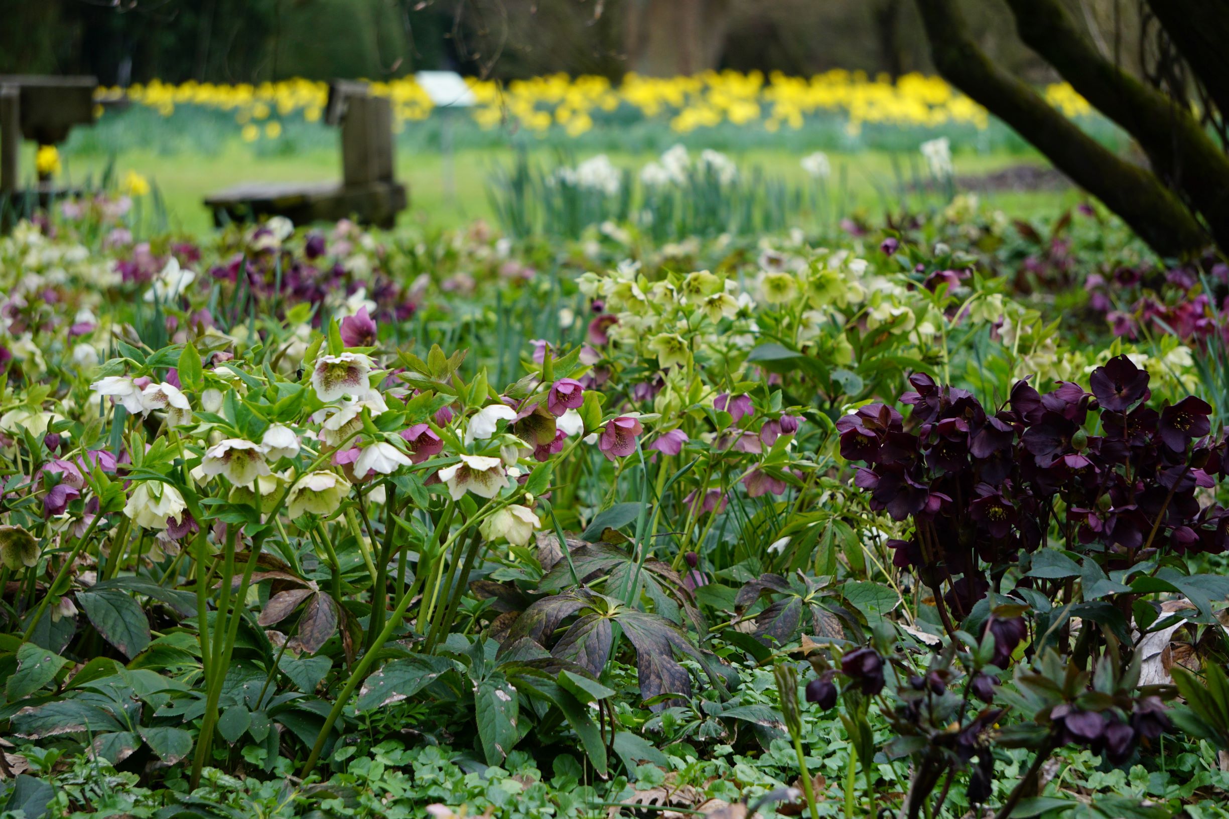 Lenzrosen_Helleborus_Hybriden