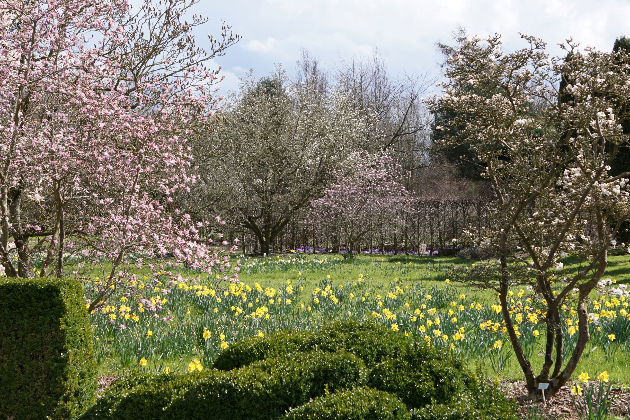 Magnolienwiese