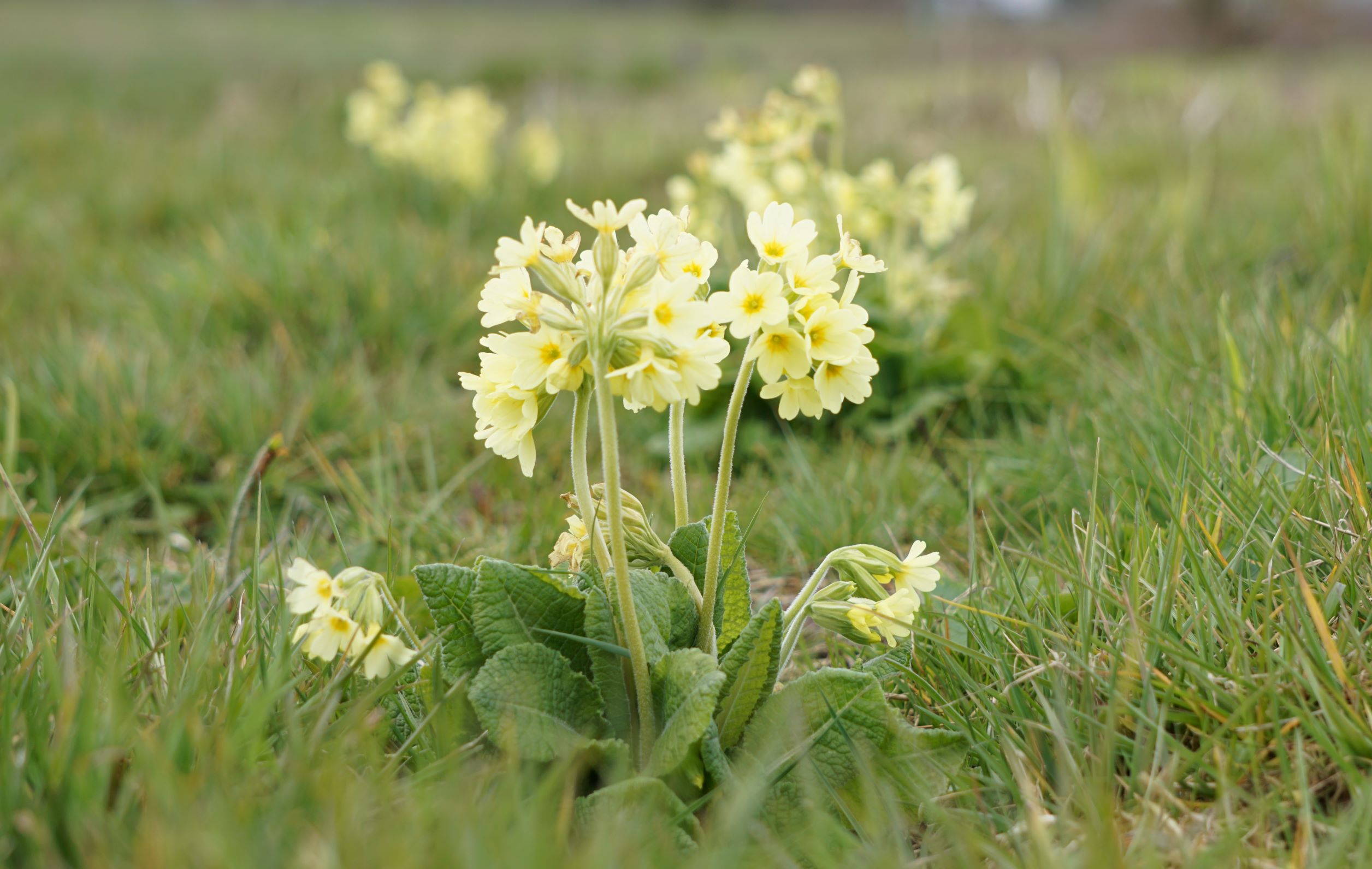 Primula_elatior_Hohe_Schlüsselblume