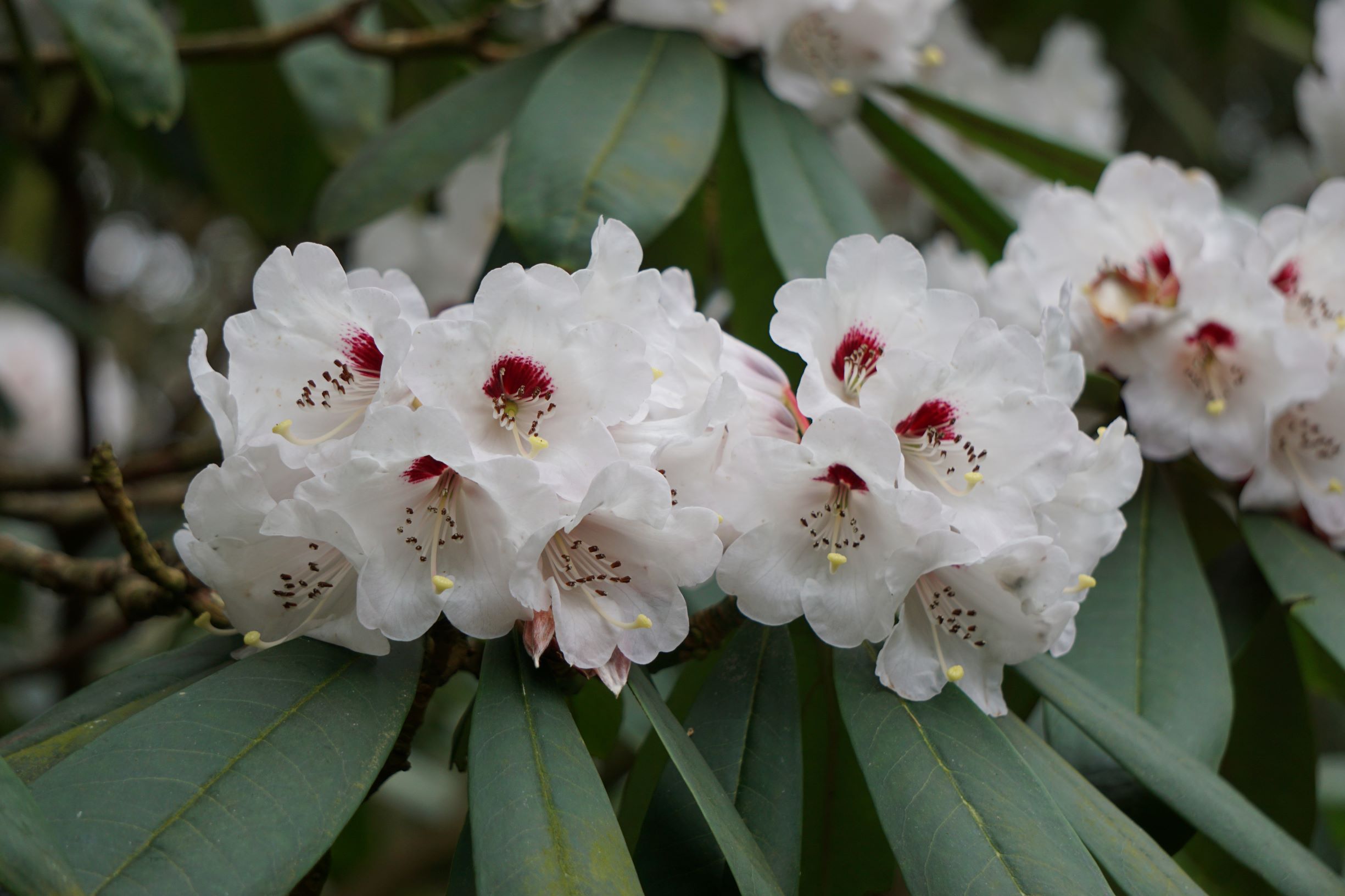 Rhododendron_calophytum_ll