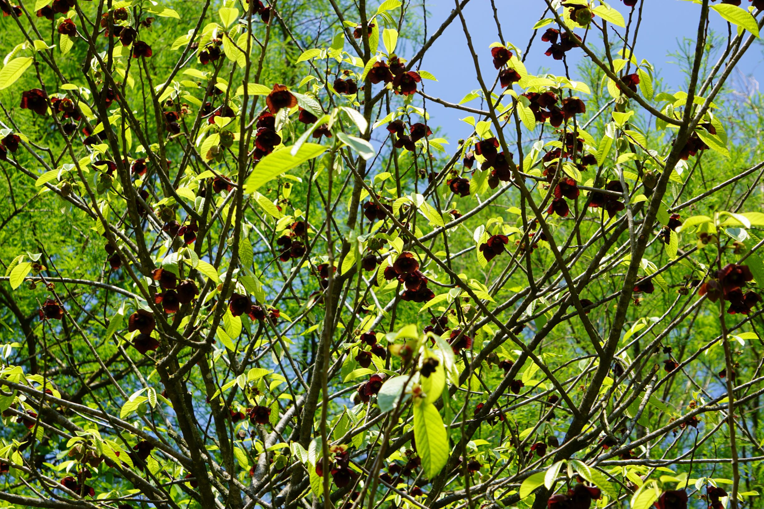 Asimina triloba Indianerbanane