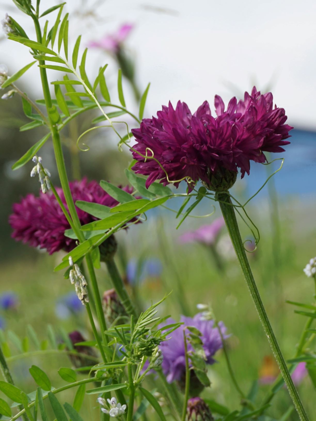 Kornblume_burgunder