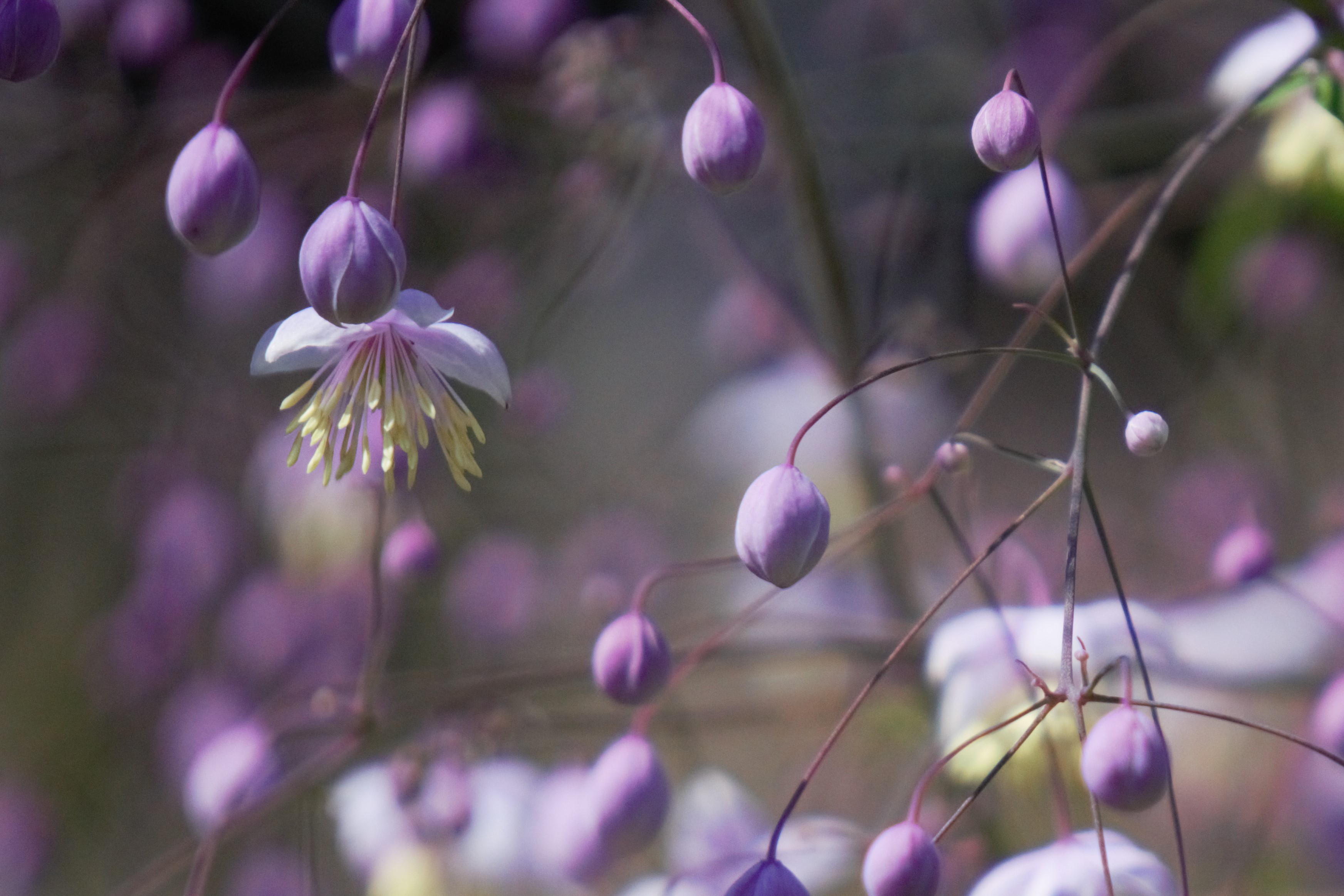 Arboretum Ellerhoop … der schönste Garten im Norden