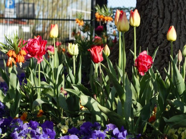 Gutscheine und Dauerkarten aus dem Arboretum